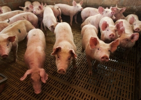 Coronavirus. Alertan sobre problemas para colocar la producción de cerdos