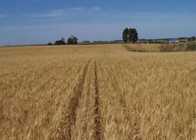 Trigo: Aspectos para tener en cuenta en el Sur de Santa Fe 
