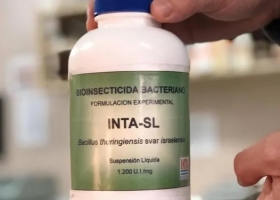 Dengue: el INTA desarrolló un biolarvicida para controlar el vector