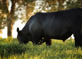 Buenos Aires avanza en el Plan Toro para erradicar enfermedades venéreas