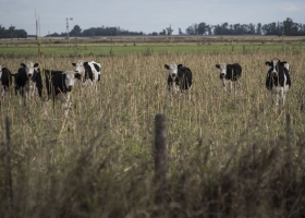 Forrajeras. Hay condiciones óptimas para la fertilización