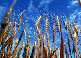 Fertilizantes y agroquímicos. Qué pasa con la venta tras la medida del Central