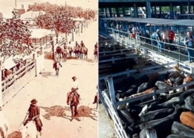 Peleas y chistes: la cultura detrás del mercado de Liniers en la previa del traslado a Cañuelas