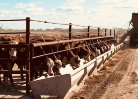 En Santiago del Estero, a un enorme feedlot le roban ganado a discreción: La carne se vende sin control sanitario en los pueblos de la zona