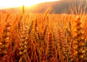 Trigo: cinco grandes conclusiones de manejo luego de analizar datos de 28 productores
