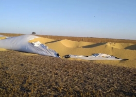 Inseguridad rural. Le rompieron un silobolsa y se llevaron $340.000 en soja