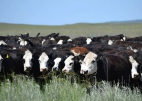 Cruzamientos: una poderosa herramienta para producir más carne.
