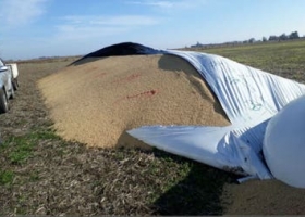 Santa Fe. Le rompieron un silobolsa y rociaron un producto al grano: perdió $1,5 millones.