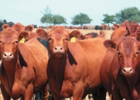 Vicentin, ganadería y el nuevo orden para el campo.