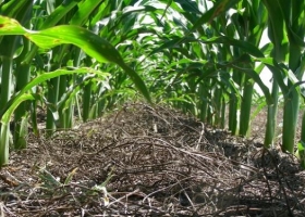 Maíz 2020/21: se necesita producir un 7 % más para cubrir los costos de producción