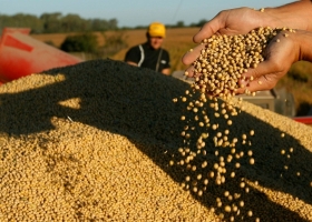 Complejo Soja: ¿Por Qué Caen Las Exportaciones De Harina En Beneficio Del Poroto Sin Procesar?