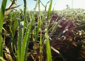 La falta de agua se combinó con el frío: cómo impacta sobre el trigo en la zona núcleo
