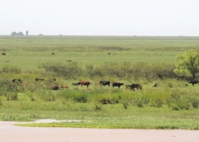 Piden prohibir la ganadería en el Delta del Paraná y evitar los incendios en las islas