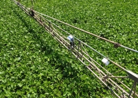 El caso DeepAgro: Con sensores en las alas del mosquito se detectan las malezas y “se puede ahorrar hasta 70% de agroquímicos”