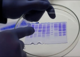 Covid-19. Un laboratorio del agro desarrolló dos proteínas con potencial efecto antiviral.