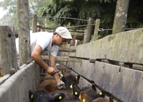 Extendieron hasta el 1 de octubre el plazo de inscripción para veterinarios que trabajen en programas sanitarios del Senasa