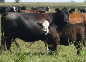 La vaca vs. el "dólar bolsa": quién ganó la carrera de precios del primer semestre.