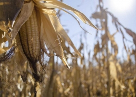Plagas. Las Buenas Prácticas Agrícolas ayudan al manejo de la resistencia a insectos.