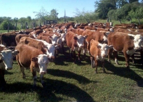 Análisis. Certezas e incertidumbres en la cadena de ganados y carnes