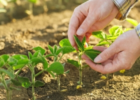 De qué se trata el proyecto sobre fertilizantes para aumentar entre 8 y 18 MTn la producción nacional