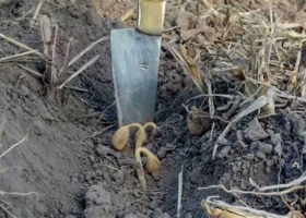 Problemas para el campo. El 2020 ya está entre los más secos de los últimos 12 años.