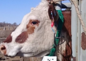 El caso Bastó: Vacas con collares que reemplazan el alambrado y permiten realizar un pastoreo de precisión