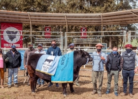 La necesidad de deshacerse de los pesos también está contribuyendo a afirmar los valores de la genética bovina