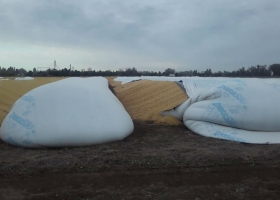 Silobolsas. No ceden los ataques y crecieron a 151 las roturas en el país
