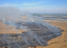 Tras los incendios en el Delta del Paraná, buscan recuperar el ecosistema con la implantación de árboles nativos