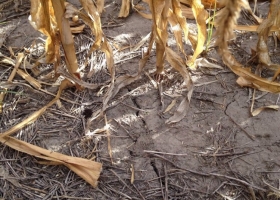 Argentina en alerta climática: la probabilidad de que un evento “Niña” ocurra en el último trimestre del año ya es del 79%