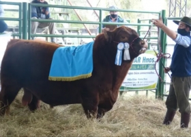 Histórico. Se vendió el 50% de un toro Angus valuado en $5,3 millones.