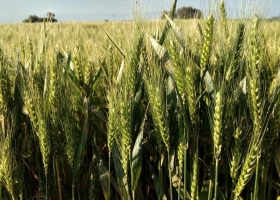 Uruguay avanza en la autorización de HB4 en trigo y soja