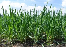 Se necesitan lluvias urgentes para las etapas más críticas del trigo
