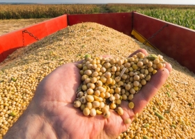 Opinión. En el mercado de soja, cocodrilo que se duerme es cartera.