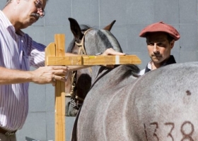 El 1 de octubre vence el plazo para reacreditarse en programas de sanidad animal