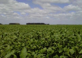 Opciones agrícolas: una herramienta muy útil en un contexto global cambiante.