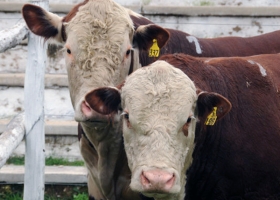 Revelan que la garrapata común bovina resiste a la ivermectina