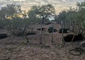 "Si hubiera entrado no pasaba". No pudo llegar a su campo de San Luis y se le murieron 35 vacas.