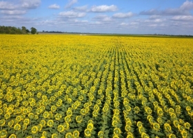 El precio de los aceites vegetales alcanza máximos de 6 años