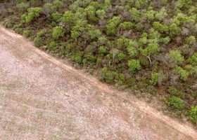 Investigan las causas detrás de los desmontes ilegales en el Chaco Seco argentino