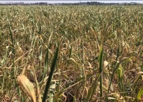 La lluvia llegó tarde para el trigo: rinde promedio de 8,5 qq/ha y lotes que van para animales o que se barbechan