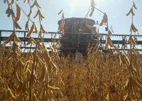 Se fortalece el dólar y hay fuertes bajas en Chicago para soja, trigo y maíz