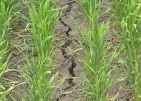 Riesgos agrícolas: crece el interés por los seguros paramétricos, las pólizas multirriesgos de inversión y la pesificación de costos