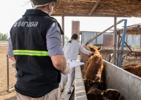 Aftosa: Senasa exceptuó hasta el 30 de noviembre la obligación de vacunar en zonas afectadas por sequía e incendios