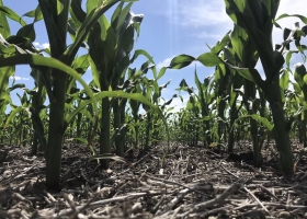 Clima: La Niña continuará afectando los cultivos durante el verano