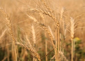 Incertidumbre en el mercado de trigo argentino: 40,7% del cultivo está en condición ‘regular a malo’