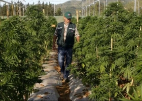 Cannabis medicinal: con una nueva reglamentación, impulsan la producción y facilitan el acceso a la población