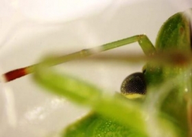La saliva de la chinche verde impacta en la semilla de la soja