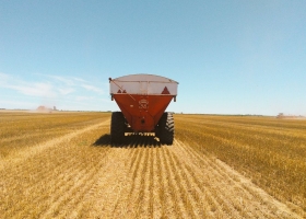 30, 15 y hasta 7,2 qq/ha: los rindes del trigo cuando comienza a ganar ritmo la cosecha