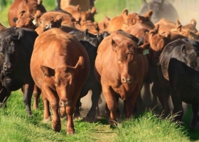La faena de novillo es la más alta desde 2012